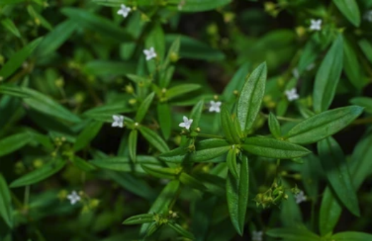 傘房花耳草對種植的土壤基質有什麼要求 ？