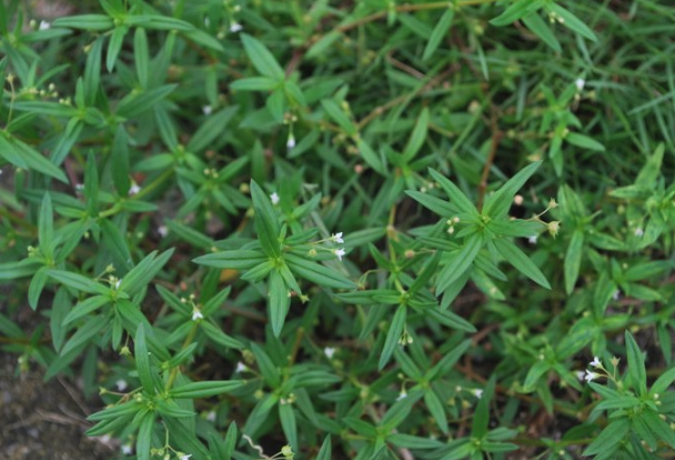 傘房花耳草藥用價值怎麼樣，有什麼用途 ？