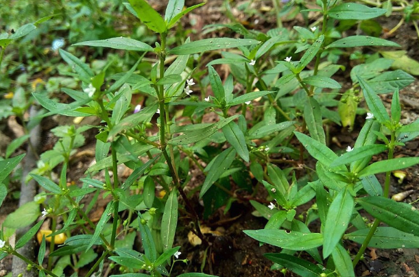 傘房花耳草對溫度和濕度有什麼要求 ？