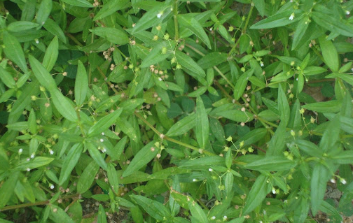 傘房花耳草的繁殖能力怎麼樣 ？