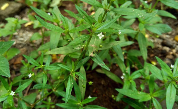 傘房花耳草是什麼植物，有什麼形態特點 ？