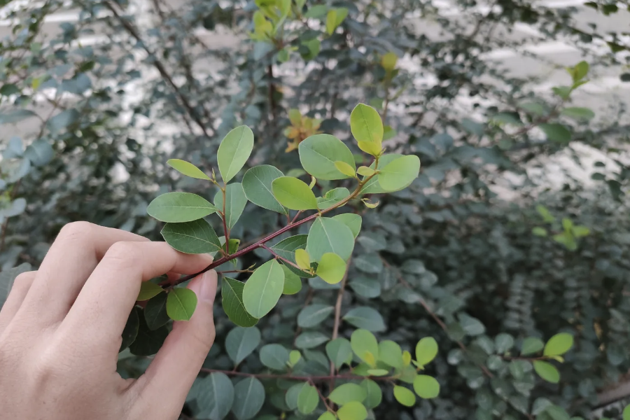 白飯樹修剪枝葉的時間在什麼時候？