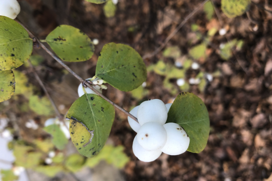 白飯樹可以在貧瘠的土壤中種植嗎？