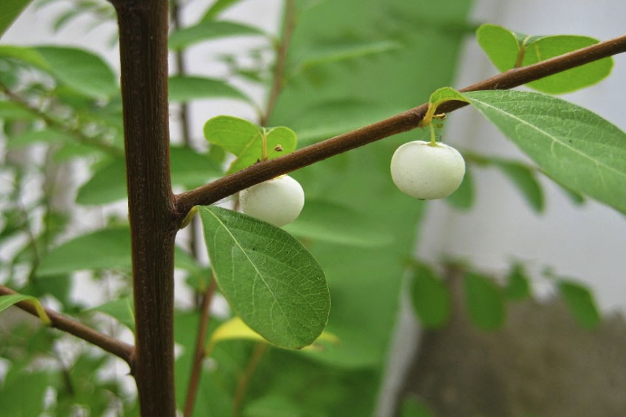 白飯樹種子收集後怎麼處理和保存？