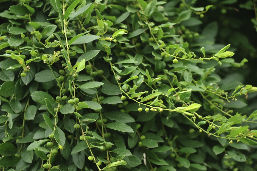 白飯樹用砂質土壤栽種有什麼好處？