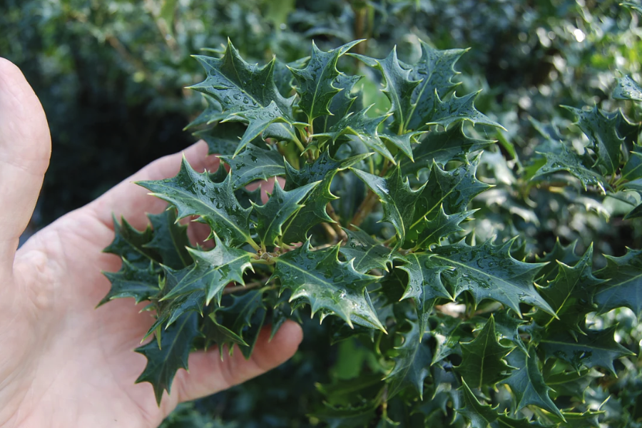 柊樹在庭院種植需要注意什麼？