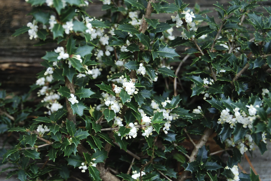 柊樹在庭院種植需要注意什麼？