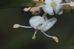 <strong>柊樹花朵和葉片有什麼特點？</strong>