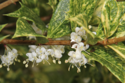 <strong>柊樹是什麼植物，有哪些形態特點？</strong>