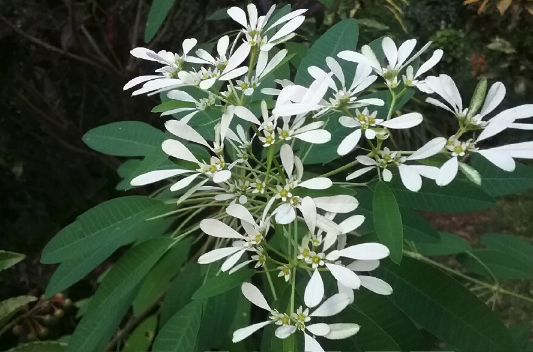 白雪木怎麼進行扡插，需要注意什麼 ？