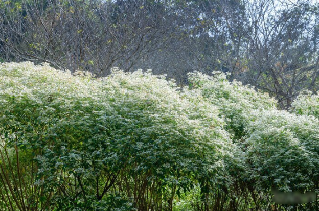 白雪木是什麼植物，有什麼形態特點 ？