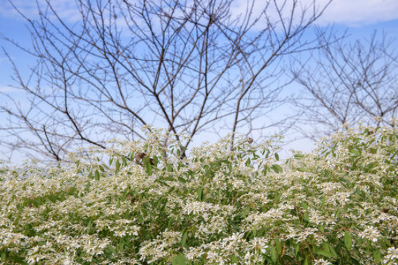 白雪木是什麼植物，有什麼形態特點 ？