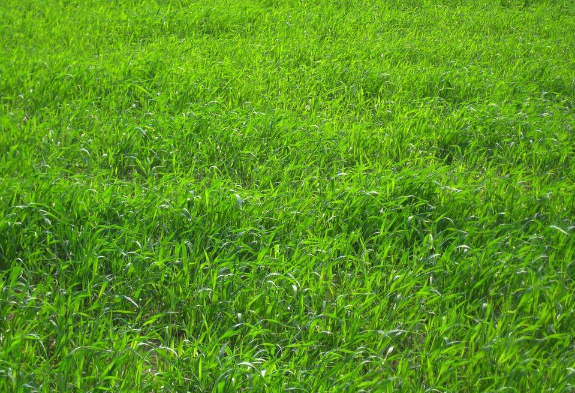 黑麥草怎麼管理病蟲害 ？