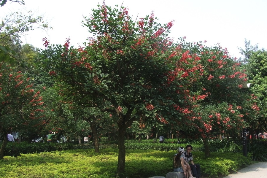 雞冠刺桐怎麼培養種子發芽？