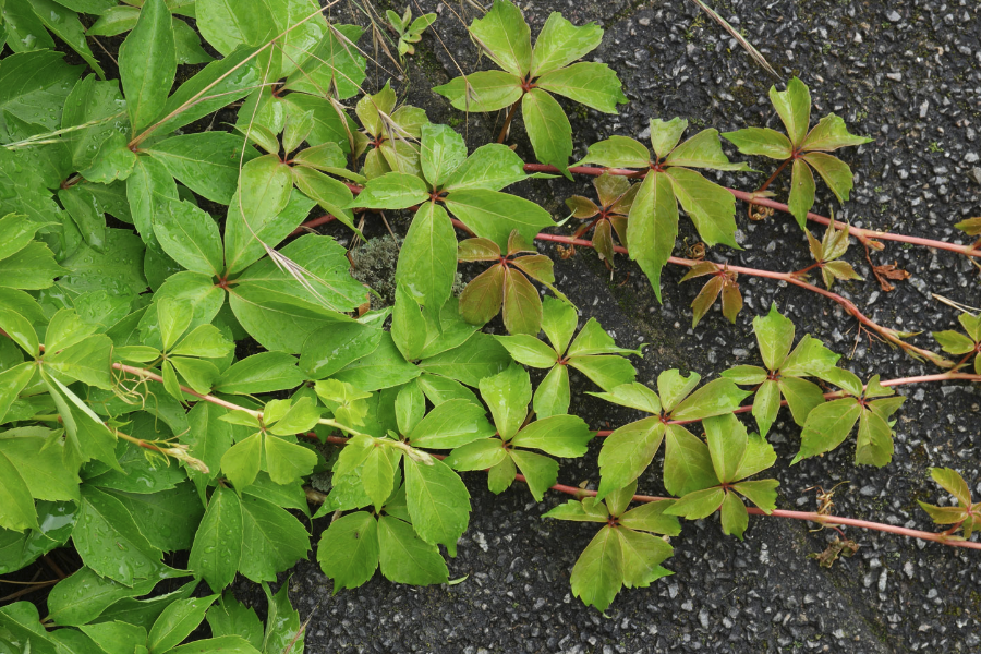 五葉地錦庭院種植需要注意什麼？