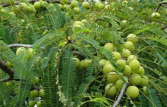 餘甘子對種植土壤的基質有什麼要求 ？