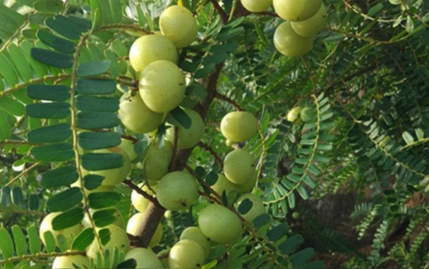 餘甘子庭院種植注意什麼，對光照有什麼要求 ？