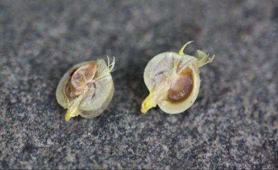 餘甘子怎麼進行種子培育和發芽 ？