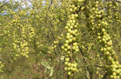 <strong>餘甘子怎麼進行繁殖 ?</strong>