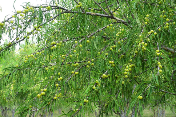 餘甘子能長到多高，葉片有什麼特點 ？