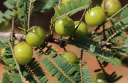 <strong>餘甘子是什麼植物，有什麼形態特點 ？</strong>