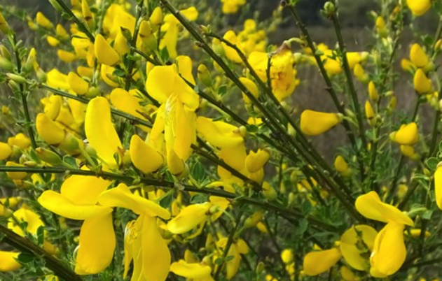 砂質土壤來種植金雀花有什麼好處 ？