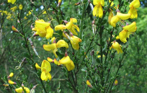 砂質土壤來種植金雀花有什麼好處 ？