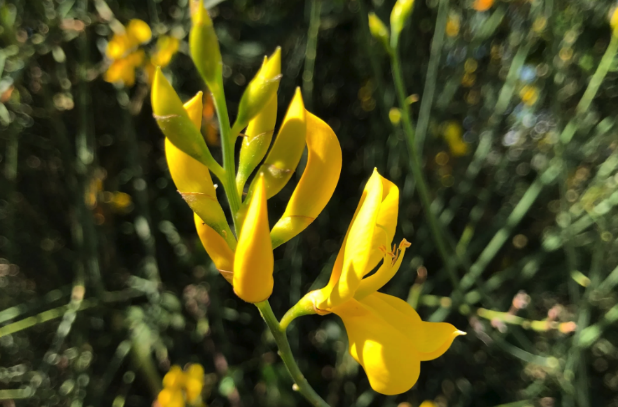 金雀花枝條和花瓣有什麼特點 ？