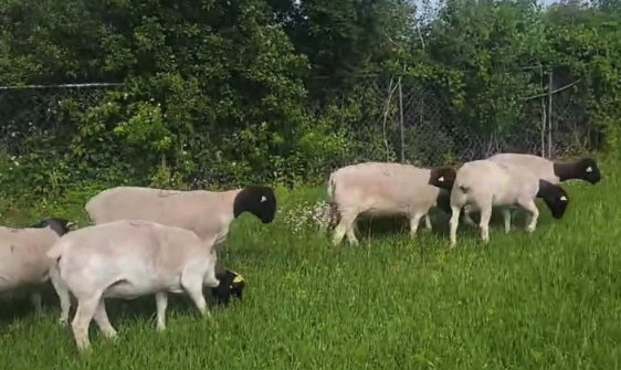 杜泊綿羊飼料中加入什麼可以提高生長速度 ？