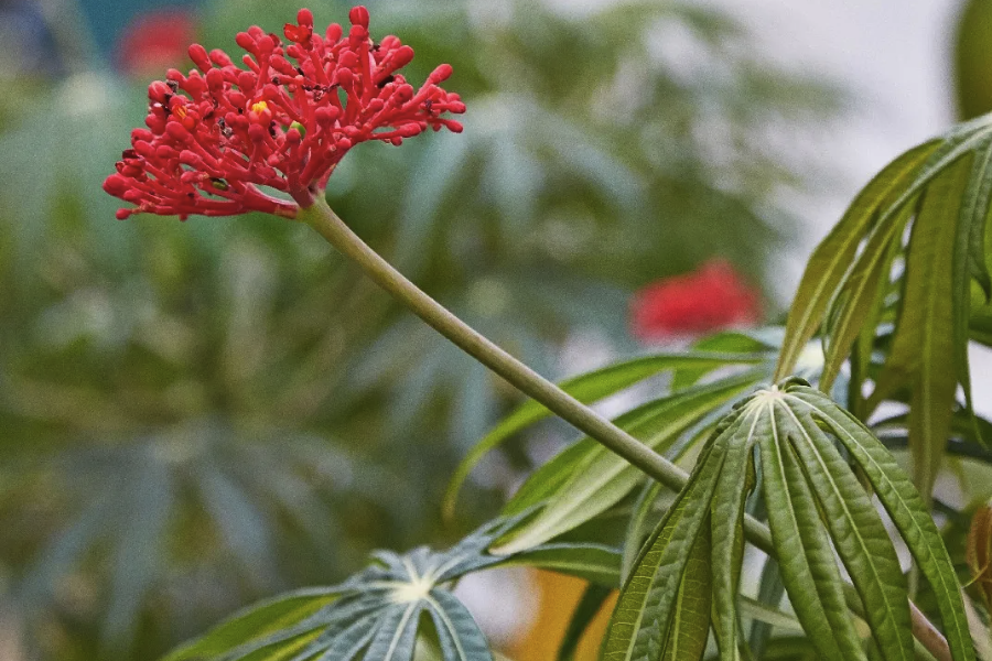 珊瑚花是什麼植物，葉片有什麼特點？