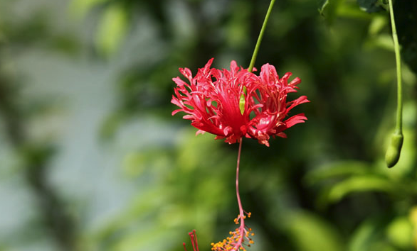 吊燈花怎麼防蟲害 ？