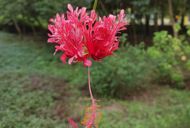 吊燈花根腐病出現的原因 ？