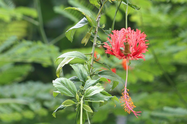 吊燈花需要鋪施什麼基肥 ？