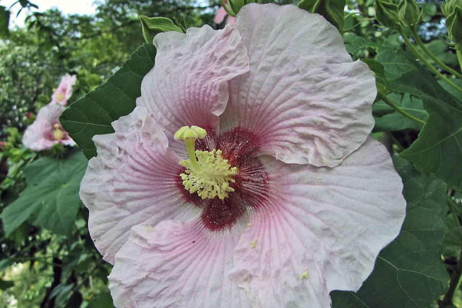 山芙蓉是什麼植物，有什麼形態特點?