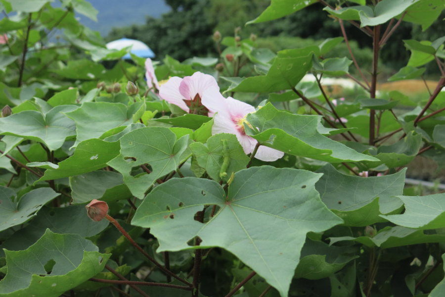 山芙蓉是什麼植物，有什麼形態特點?