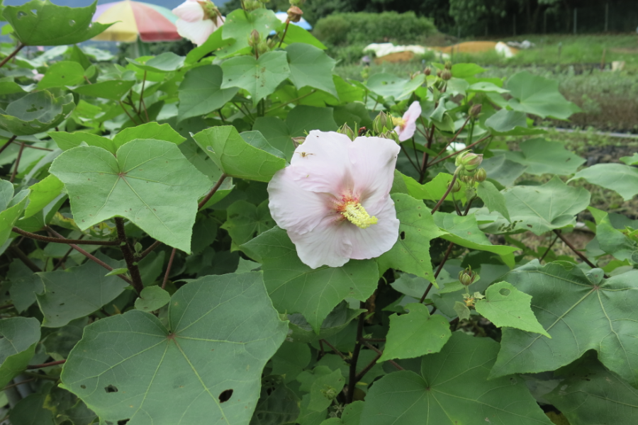 山芙蓉的生態習性介紹?