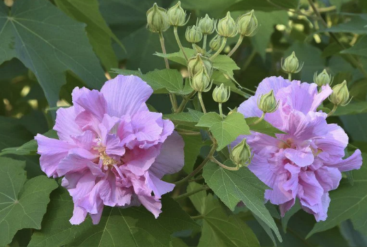 三醉芙蓉怎麼收集種子 ？