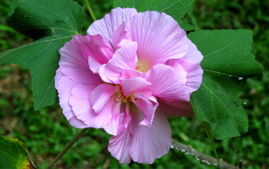 三醉芙蓉用沙質土壤栽培有什麼好處 ？