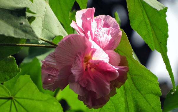 三醉芙蓉用沙質土壤栽培有什麼好處 ？