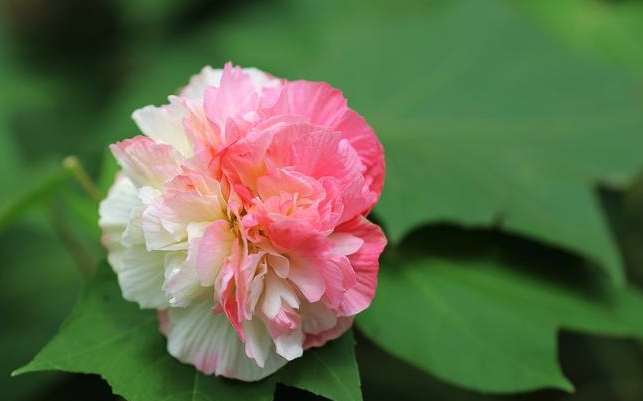 三醉芙蓉對生長環境有什麼要求 ?