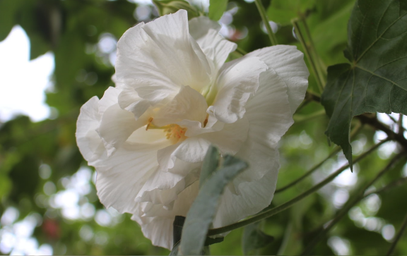 三醉芙蓉對土壤和溫度有什麼要求 ?