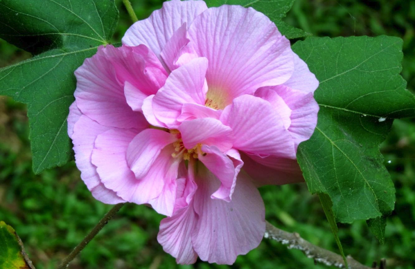 三醉芙蓉對土壤和溫度有什麼要求 ?