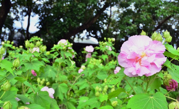 三醉芙蓉對生長環境有什麼要求 ?