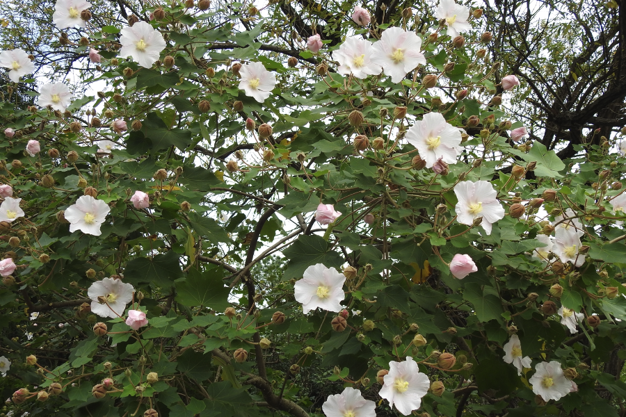 山芙蓉怎麼防治蚜蟲?