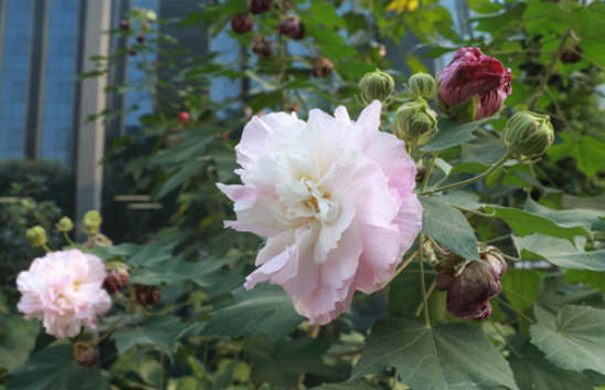 三醉芙蓉為什麼會變色 ?