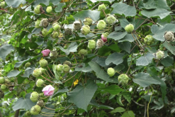 <strong>山芙蓉出現白粉病怎麼治療?</strong>