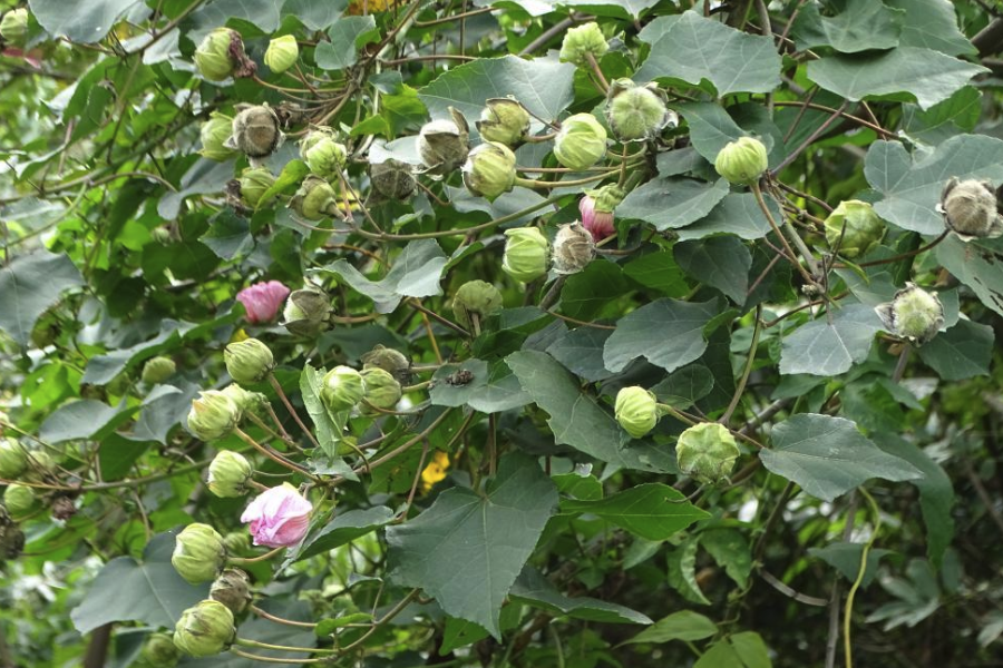 山芙蓉出現白粉病怎麼治療?