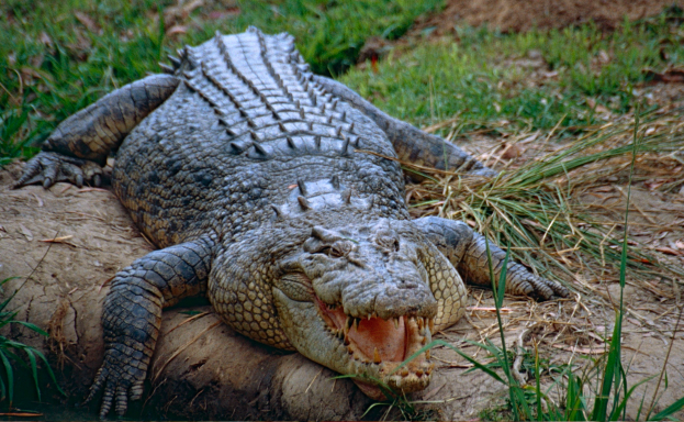 灣鱷是群居動物嗎 ？