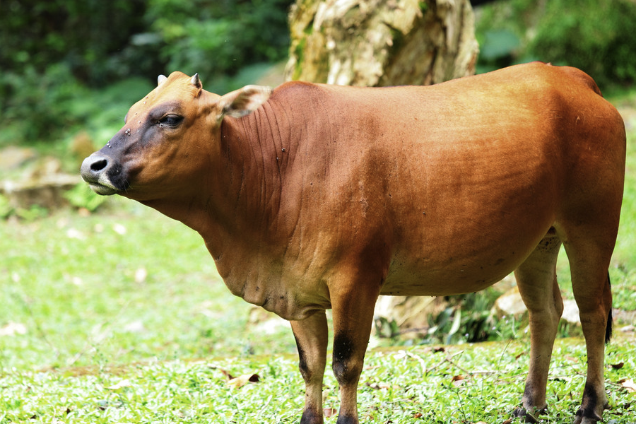 感染性蛋白質飼料怎麼進行消毒處理?