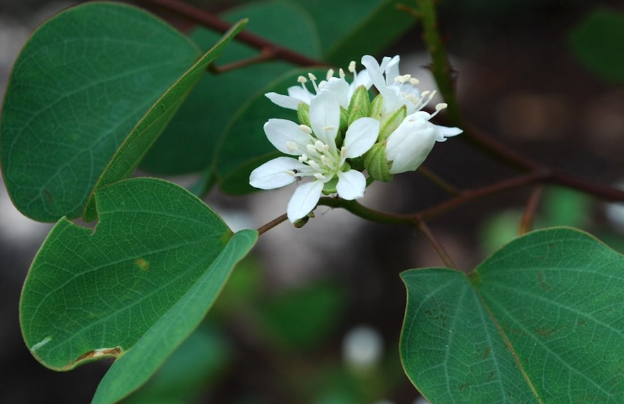 冬季怎麼保護洋紫荊？